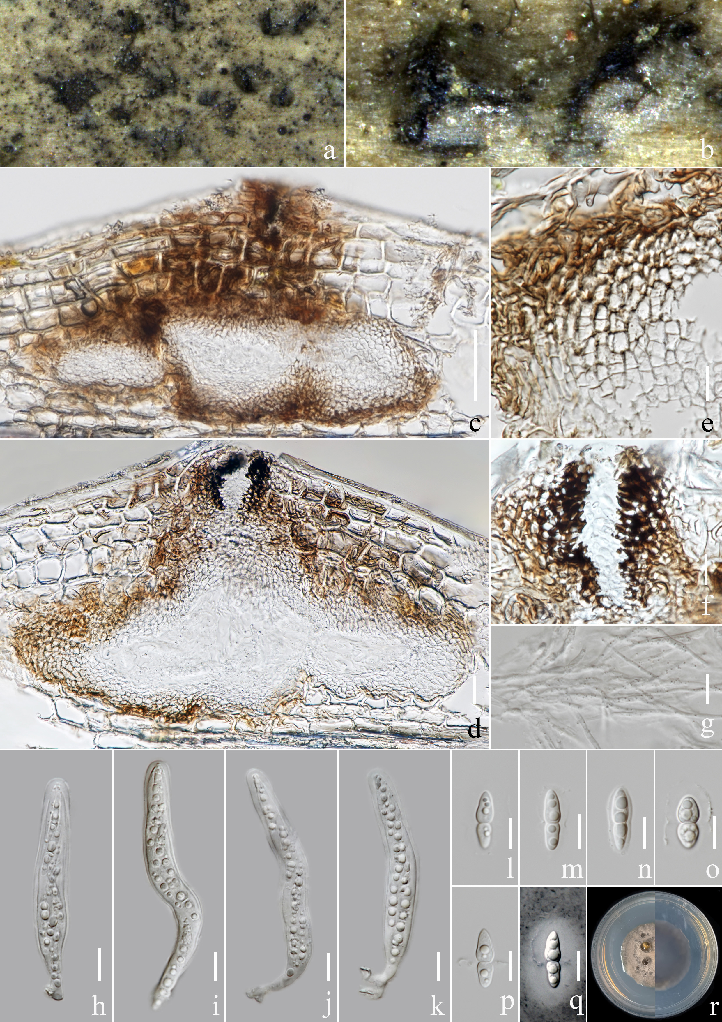 Figure 30